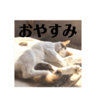 三毛猫たち（個別スタンプ：12）