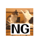 三毛猫たち（個別スタンプ：13）