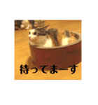 三毛猫たち（個別スタンプ：14）