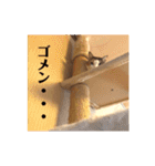 三毛猫たち（個別スタンプ：15）