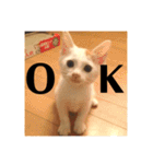三毛猫たち（個別スタンプ：16）