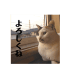 三毛猫たち（個別スタンプ：17）
