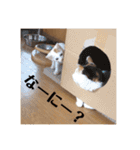三毛猫たち（個別スタンプ：18）