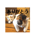 三毛猫たち（個別スタンプ：19）