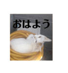 三毛猫たち（個別スタンプ：20）
