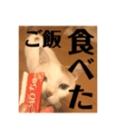 三毛猫たち（個別スタンプ：21）
