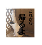 三毛猫たち（個別スタンプ：22）