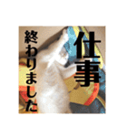 三毛猫たち（個別スタンプ：23）