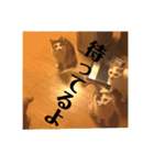 三毛猫たち（個別スタンプ：24）