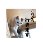 三毛猫たち（個別スタンプ：25）