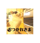 三毛猫たち（個別スタンプ：26）