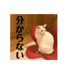 三毛猫たち（個別スタンプ：27）