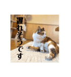 三毛猫たち（個別スタンプ：28）