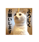 三毛猫たち（個別スタンプ：29）