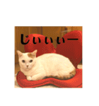三毛猫たち（個別スタンプ：30）