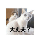 三毛猫たち（個別スタンプ：31）