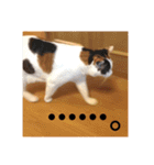 三毛猫たち（個別スタンプ：32）