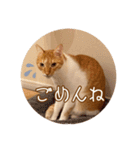 りゃんてスタンプ2（個別スタンプ：15）