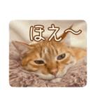 りゃんてスタンプ2（個別スタンプ：24）