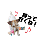 あくびさん(ジャックラッセルテリア)（個別スタンプ：17）