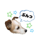 あくびさん(ジャックラッセルテリア)（個別スタンプ：21）