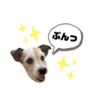 あくびさん(ジャックラッセルテリア)（個別スタンプ：22）