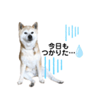柴犬さくらおばあワン（個別スタンプ：1）