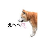 柴犬さくらおばあワン（個別スタンプ：2）