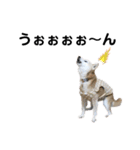 柴犬さくらおばあワン（個別スタンプ：3）