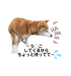 柴犬さくらおばあワン（個別スタンプ：4）