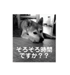 柴犬さくらおばあワン（個別スタンプ：5）