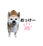 柴犬さくらおばあワン（個別スタンプ：6）