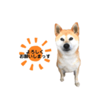 柴犬さくらおばあワン（個別スタンプ：7）