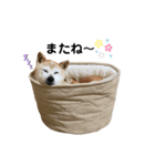 柴犬さくらおばあワン（個別スタンプ：8）