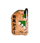 茶色ねこ（個別スタンプ：1）