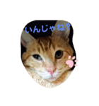茶色ねこ（個別スタンプ：2）