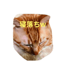 茶色ねこ（個別スタンプ：3）