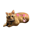 茶色ねこ（個別スタンプ：4）