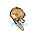茶色ねこ（個別スタンプ：6）