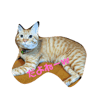 茶色ねこ（個別スタンプ：7）