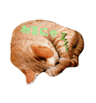 茶色ねこ（個別スタンプ：8）
