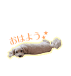 マルプーのなつちゃん【毎日使える日常編】（個別スタンプ：1）