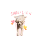 マルプーのなつちゃん【毎日使える日常編】（個別スタンプ：2）