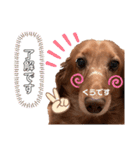 愛犬くうたん『2』（個別スタンプ：2）