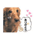 愛犬くうたん『2』（個別スタンプ：3）
