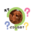 愛犬くうたん『2』（個別スタンプ：5）
