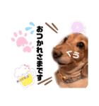 愛犬くうたん『2』（個別スタンプ：6）