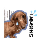 愛犬くうたん『2』（個別スタンプ：7）