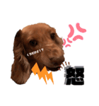 愛犬くうたん『2』（個別スタンプ：8）