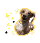 愛犬くうたん『2』（個別スタンプ：9）